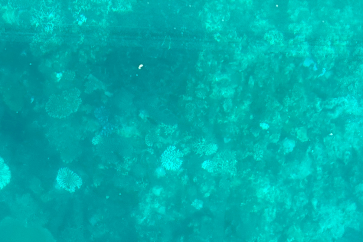 石垣島の川平湾で見た海亀